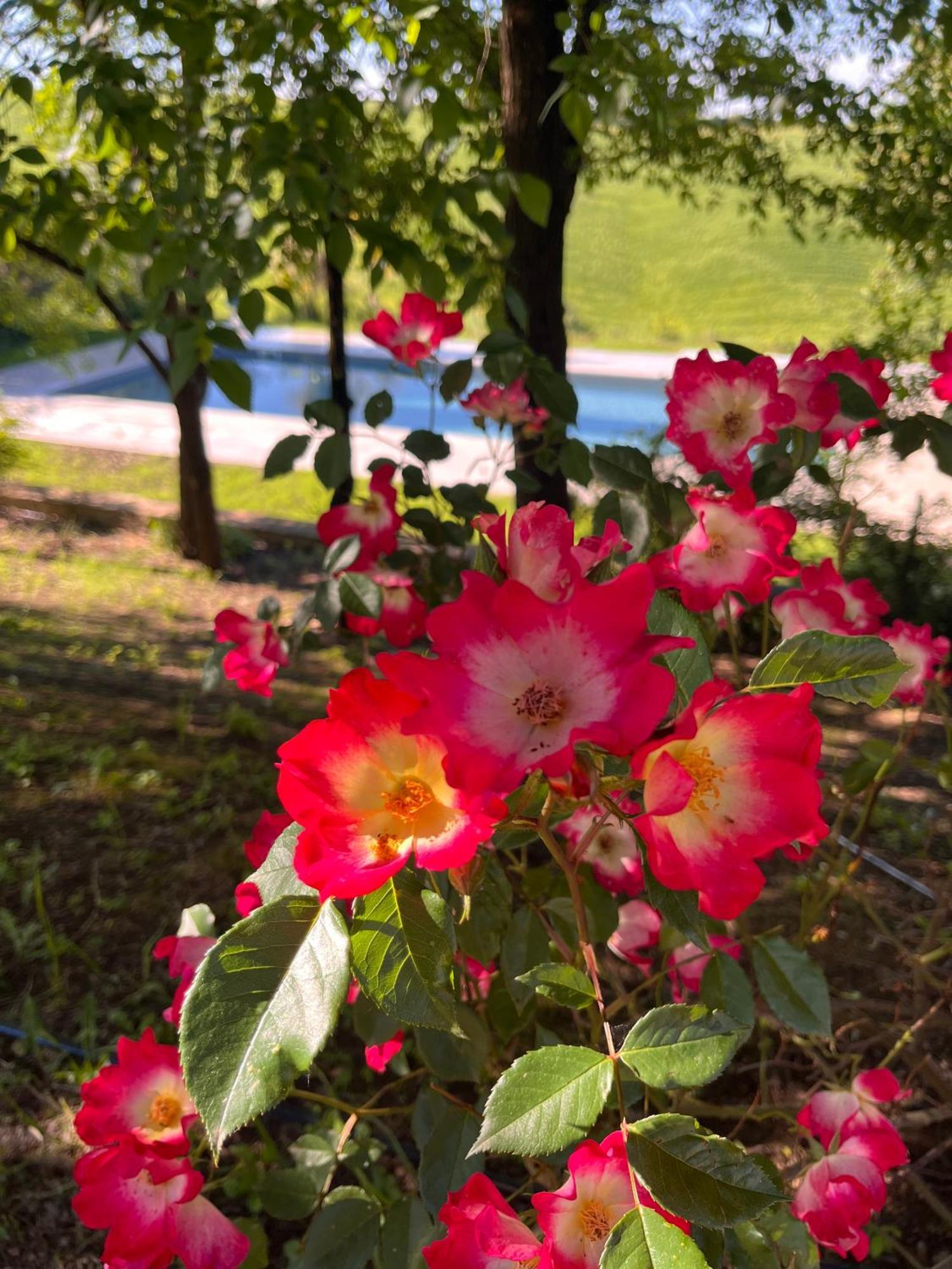 Agriturismo San Fabio Castelnuovo Berardenga Extérieur photo